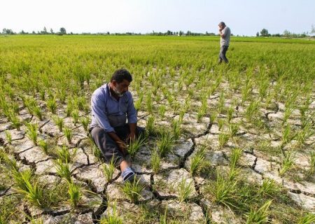 اصلاح الگوی کشت باید با نگاه اقتصادی همراه باشد/ تولید ۱۱.۲ میلیون تن محصولات کشاورزی در فارس
