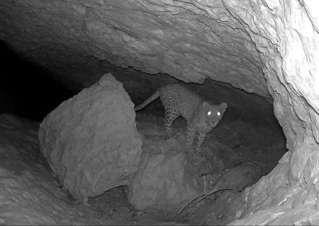 سرشماری سراسری پستانداران شاخص در مناطق حفاظت شده فارس آغاز شد