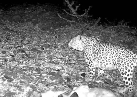 ثبت تصویر پلنگ ایرانی برای نخستین‌بار در پارک ملی قطرویه