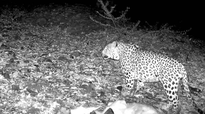 ثبت تصویر پلنگ ایرانی برای نخستینبار در پارک ملی قطرویه