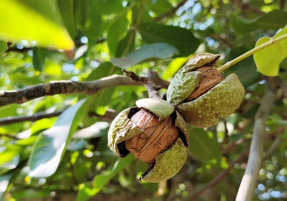 برداشت محصول از باغهای گردو استان فارس پایان یافت/ برداشت ۱۴ هزار تن گردو