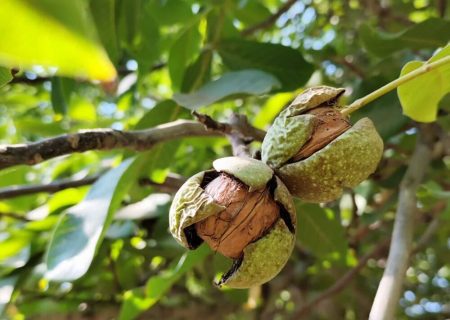 برداشت محصول از باغ‌های گردو استان فارس پایان یافت/ برداشت ۱۴ هزار تن گردو