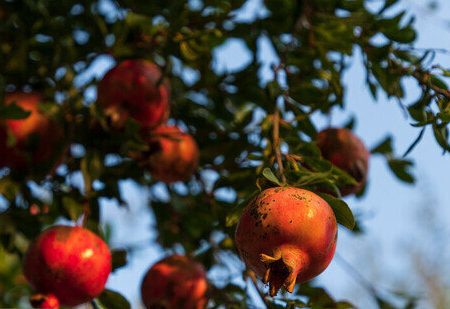 فارس در صدر تولید انار کشور / وجود ۲۸ هزار هکتار باغ انار 