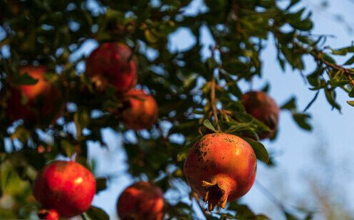 فارس در صدر تولید انار کشور / وجود ۲۸ هزار هکتار باغ انار