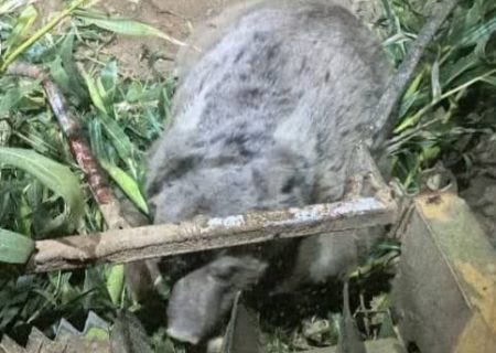 تدبیر فوری فارس برای نجات خرس قهوه‌ای از چنگال ماشین‌آلات کشاورزی