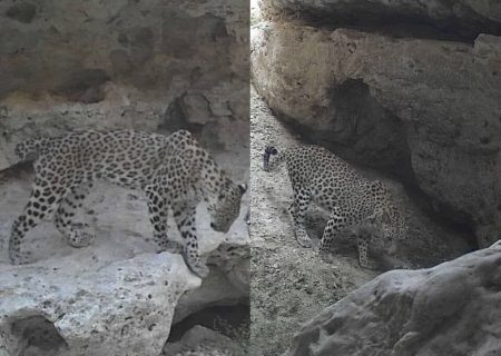 ثبت تصویر ۲ پلنگ ایرانی در ارتفاعات «کوشکوه» لامرد