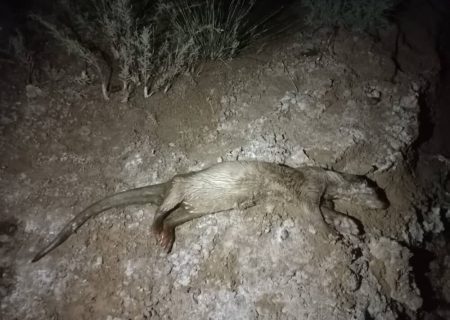 ثبت نخستین حضور «شنگ اوراسیایی» در جنوب فارس