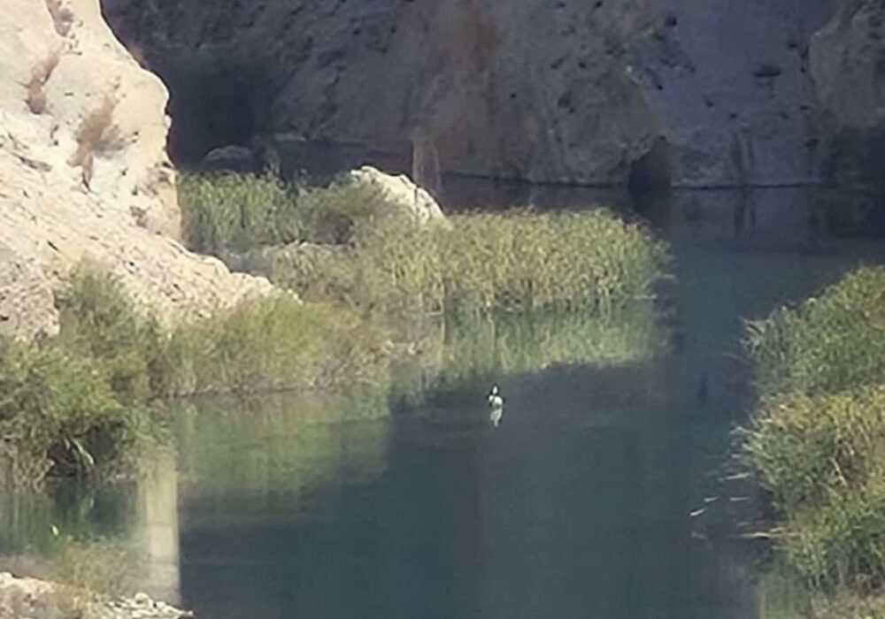 پلیکان مهاجر در آغوش رودخانه قرهآغاج رها شد
