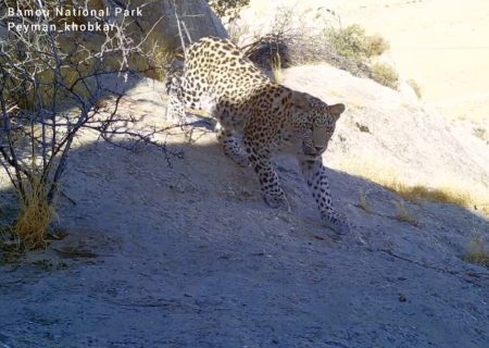 ثبت تصاویر جدید از پلنگ ایرانی در قلب پارک ملی بمو