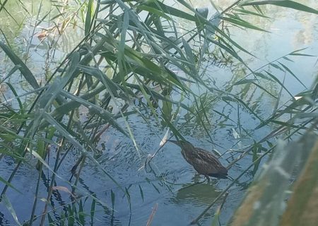 نجات یک قطعه بوتیمار در سرچهان