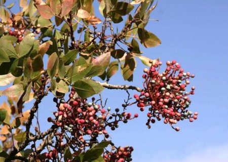 برداشت میوه نارس بنه در خرامه ممنوع شد