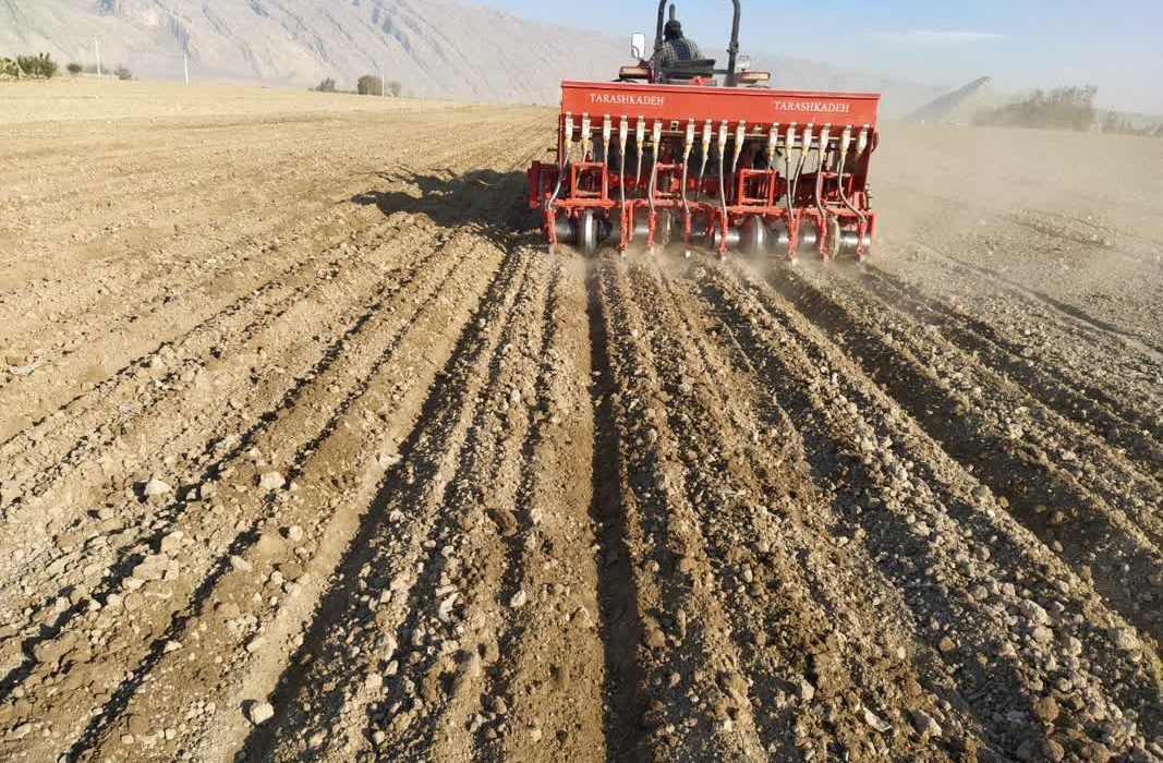 آغاز کشت کلزا در هزار و ۱۰۰ هکتار از مزارع فیروزآباد