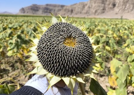 برداشت تخمه آفتابگردان در بیضا دو برابر شد