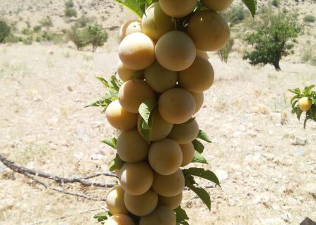 برداشت ۱۶ تن آلو بخارای دیم از باغ‌های نی‌ریز