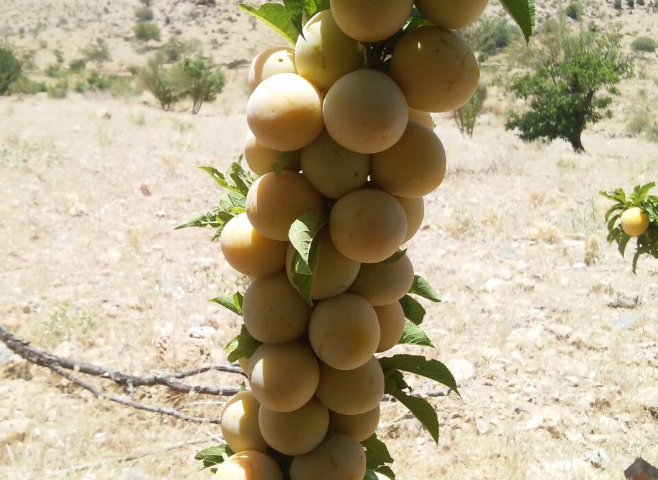 برداشت ۱۶ تن آلو بخارای دیم از باغهای نیریز