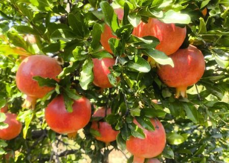 ارسال ۷ هزار تن انار بیضا به میادین میوه و تره بار