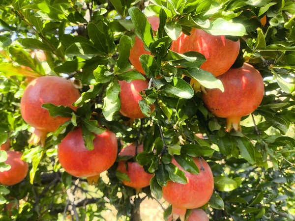 ارسال ۷ هزار تن انار بیضا به میادین میوه و تره بار