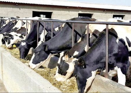 تخصیص ۱۵۰ میلیارد ریال تسهیلات خرید علوفه برای حمایت از دامداران فیروزآباد