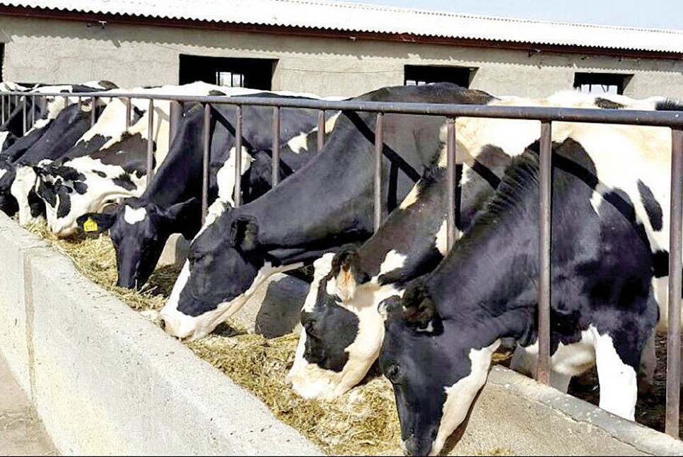 تخصیص ۱۵۰ میلیارد ریال تسهیلات خرید علوفه برای حمایت از دامداران فیروزآباد