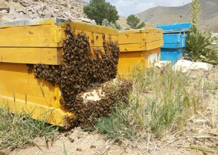 حمایت ویژه از عشایر و زنبورداران در دستور کار وزارت جهادکشاورزی