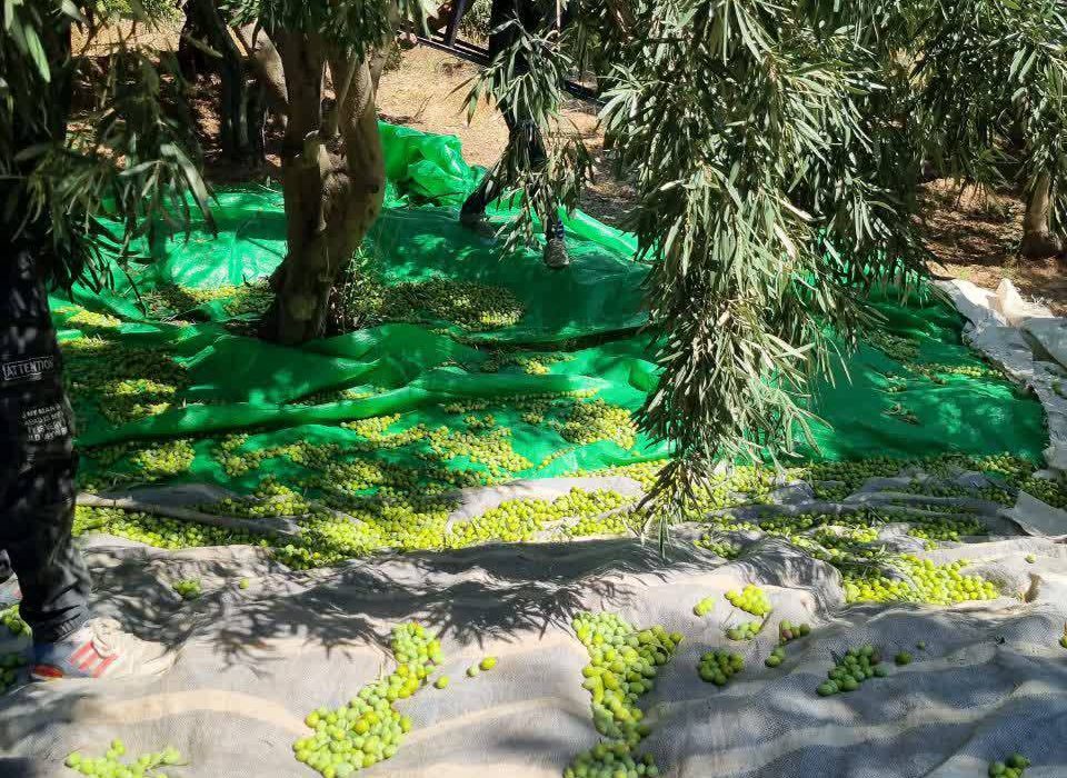 پیشبینی برداشت ۱۵۰تن زیتون از باغهای نیریز