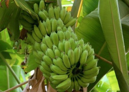 توسعه کشت میوه های استوایی در بیضا