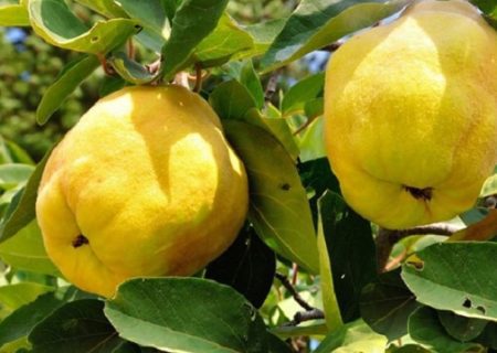 افزایش ۷۰ درصدی تولید میوه “بِه” در بیضا