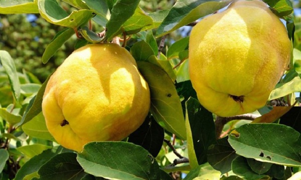 افزایش ۷۰ درصدی تولید میوه “بِه” در بیضا