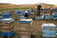 فعالیت ۹۷۶ هزار کلنی زنبور عسل در فارس/ تولید ۱۲ هزار تن عسل