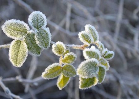صدور هشدار زرد کشاورزی در فارس/ دمای شیراز به زیر صفر رسید