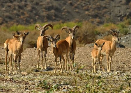 هشدار محیط زیست فارس درباره حضور حیات‌وحش در حاشیه جاده‌ها و سکونتگاه‌های انسانی