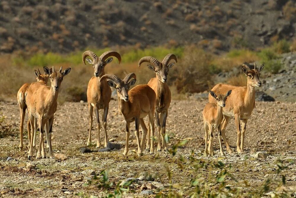 هشدار محیط زیست فارس درباره حضور حیاتوحش در حاشیه جادهها و سکونتگاههای انسانی