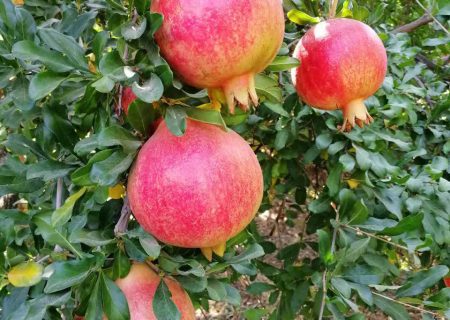 انار رباب نی‌ریز با شهرت جهانی، در معرض تهدید خشکسالی و آفات