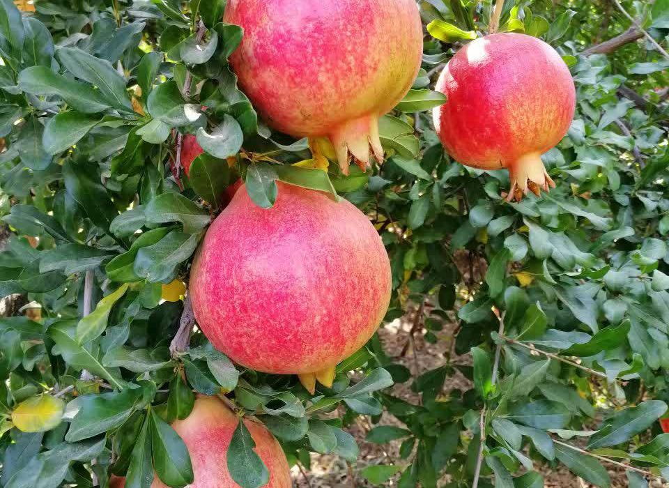 انار رباب نی‌ریز با شهرت جهانی، در معرض تهدید خشکسالی و آفات