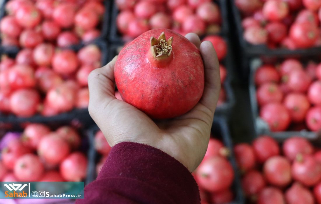 گزارش تصویری | انار چینی در باغات قصرالدشت شیراز