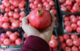 گزارش تصویری | انار چینی در باغات قصرالدشت شیراز