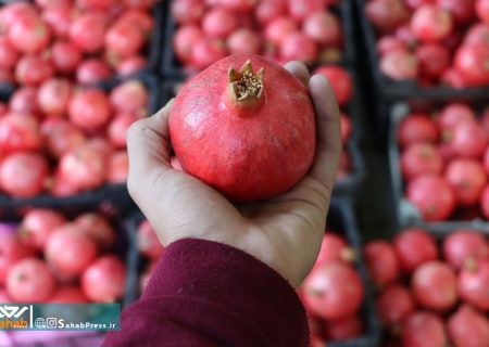 گزارش تصویری | انار چینی در باغات قصرالدشت شیراز