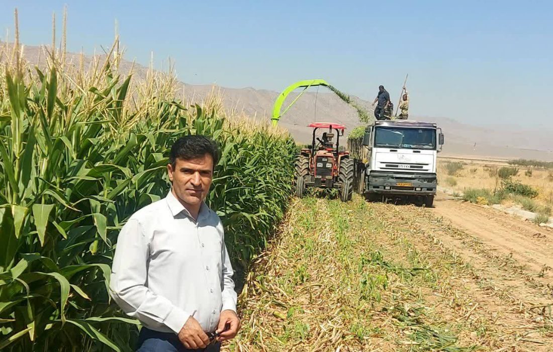 برداشت ذرت علوفه‌ای در شهرستان نی‌ریز