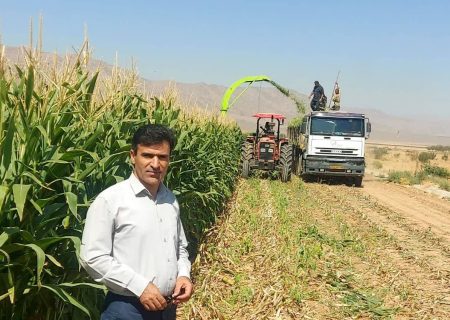 برداشت ذرت علوفه‌ای در شهرستان نی‌ریز