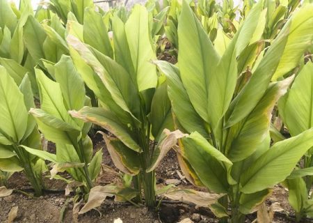 کشت زردچوبه برای نخستین بار در بیضا