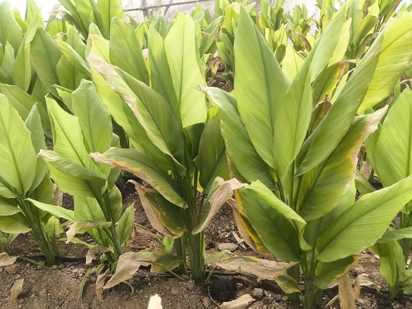 کشت زردچوبه برای نخستین بار در بیضا