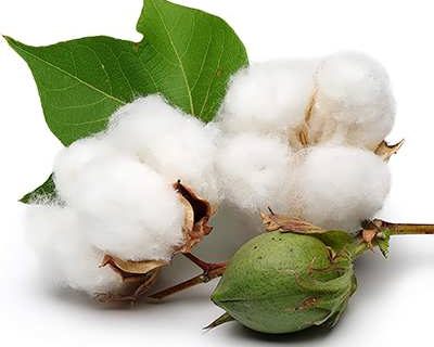 فارس همچنان در صدر تولید پنبه کشور