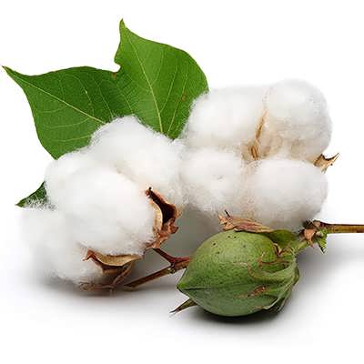 فارس همچنان در صدر تولید پنبه کشور