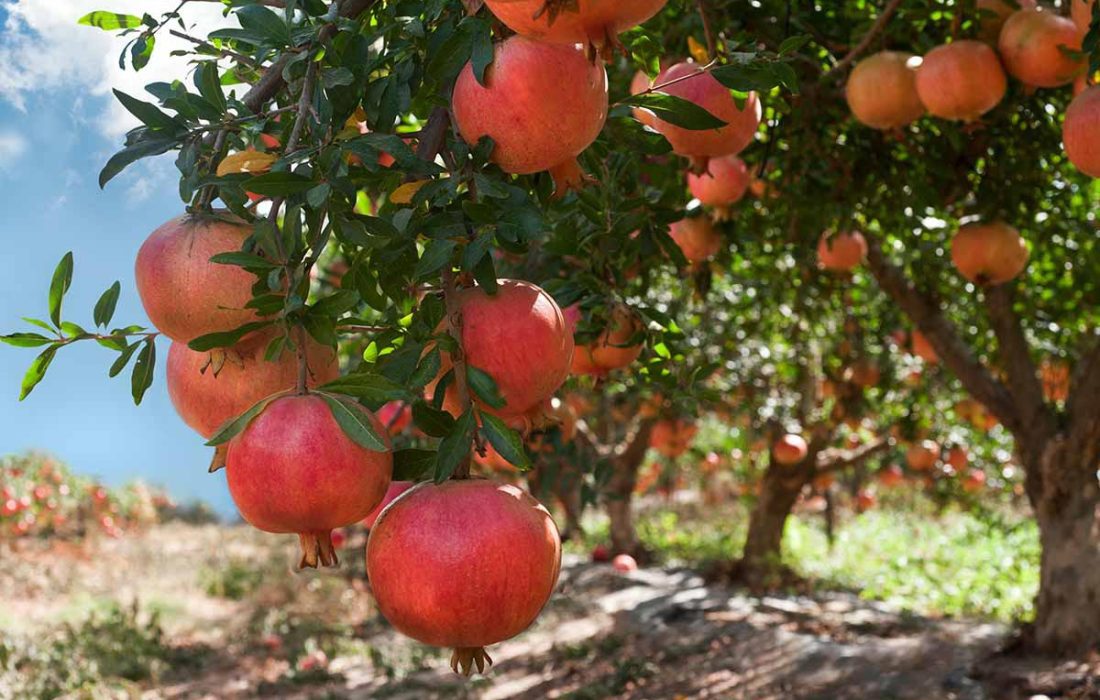 استان فارس بزرگترین تولیدکننده انار در کشور