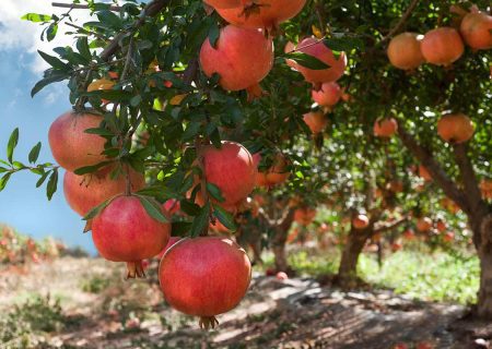 استان فارس بزرگترین تولیدکننده انار در کشور