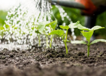 کاهش ۲۰ درصدی مصرف آب دشت‌های فارس با اجرای الگوی کشت مبتنی بر تناسب اراضی