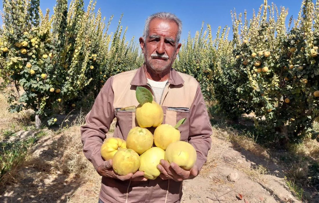 تولید ۲۵۰۰ تن در سایه خشکسالی و گرمازدگی