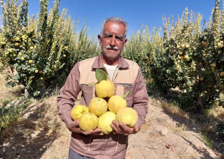 تولید ۲۵۰۰ تن در سایه خشکسالی و گرمازدگی