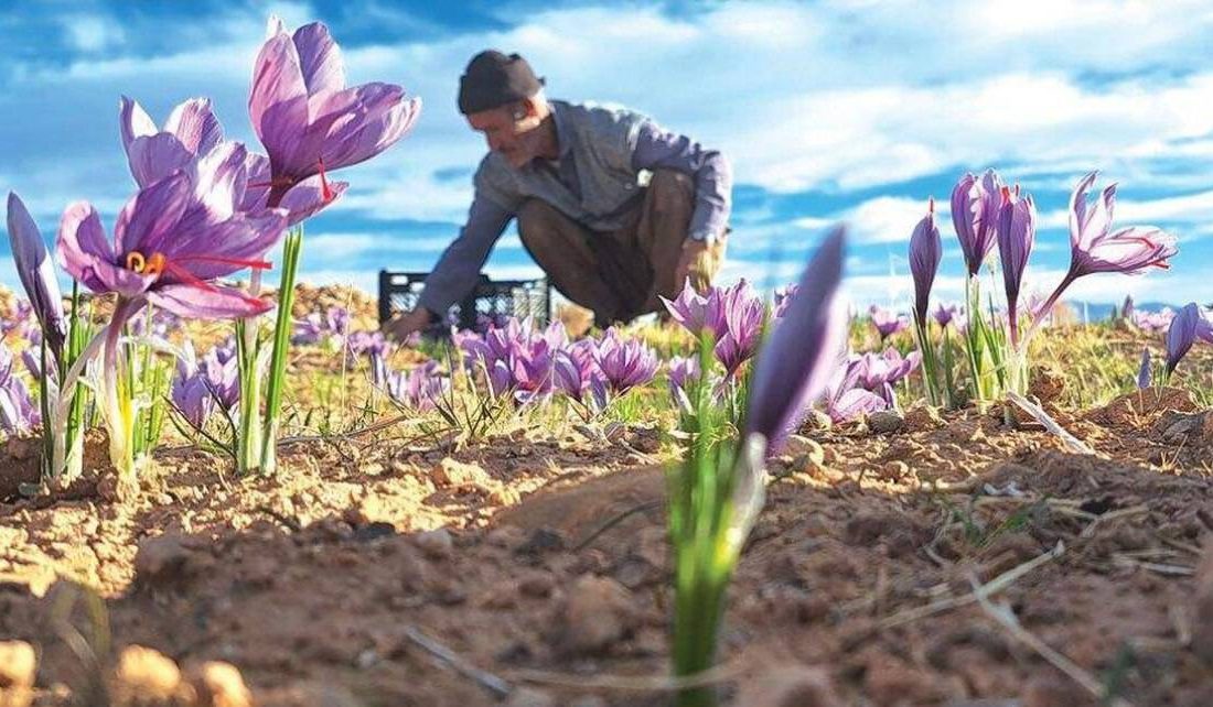 طلای سرخ در سایه عطش زمین، از دل دشت‌های نی‌ریز شکفت