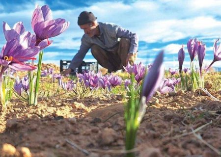 طلای سرخ در سایه عطش زمین، از دل دشت‌های نی‌ریز شکفت